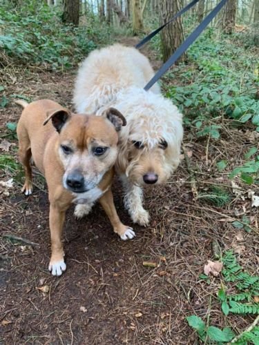 Cute Staffy and Friend Dog Walker in Cheddleton