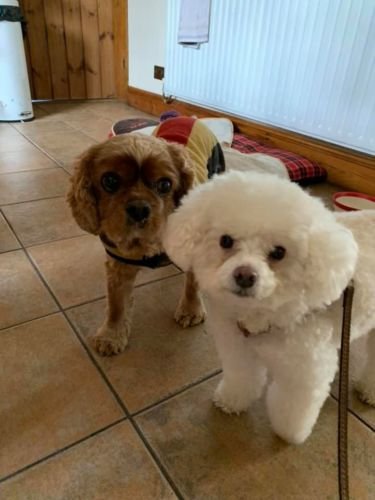 Toy Poodle Fresh Cut Dog Walker in Cheddleton