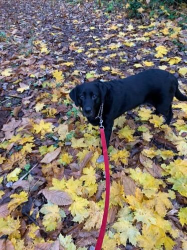 Black Labrador in Leaves Dog Walker Cheddleton